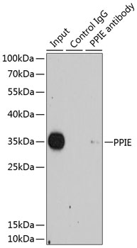 PPIE Polyclonal Antibody