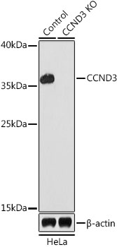 CCND3 Polyclonal Antibody (100 µl)