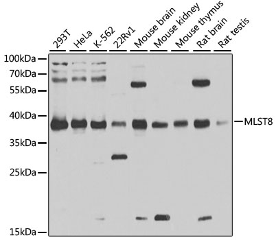 MLST8 Polyclonal Antibody (50 µl)