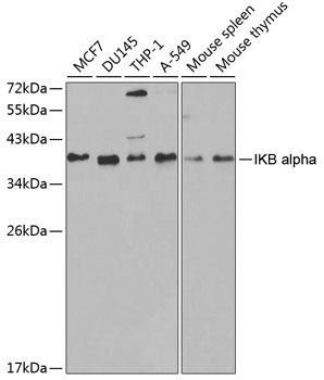 IKB alpha Polyclonal Antibody (50 µl)