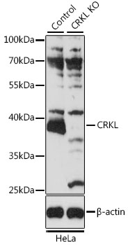 CRKL Polyclonal Antibody (100 µl)