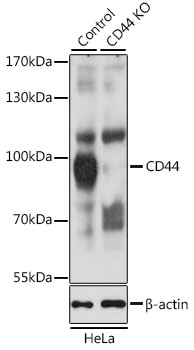 CD44 Polyclonal Antibody (100 µl)