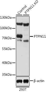PTPN11 Polyclonal Antibody (50 µl)