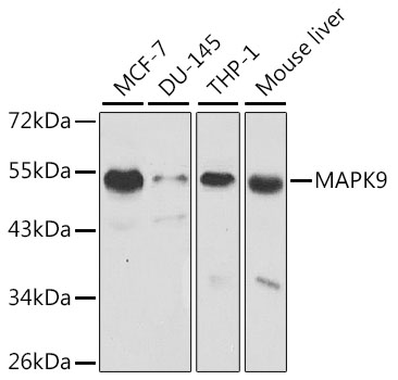 MAPK9 Polyclonal Antibody (100 µl)