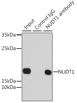NUDT1 Polyclonal Antibody (100 µl)