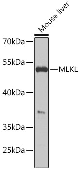 MLKL Polyclonal Antibody (50 µl)