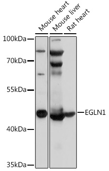 EGLN1 Polyclonal Antibody (100 µl)
