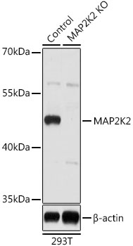 MAP2K2 Polyclonal Antibody (50 µl)