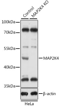 MAP2K4 Polyclonal Antibody (50 µl)