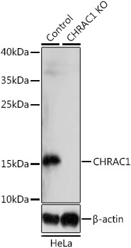 CHRAC1 Polyclonal Antibody (100 µl)