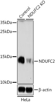 NDUFC2 Polyclonal Antibody (100 µl)