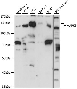 MAPK6 Polyclonal Antibody (100 µl)