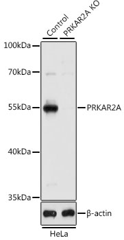 PRKAR2A Polyclonal Antibody (100 µl)