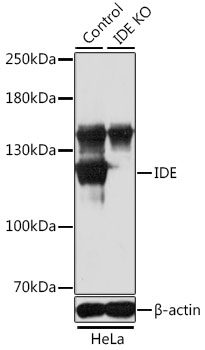 IDE Polyclonal Antibody (50 µl)