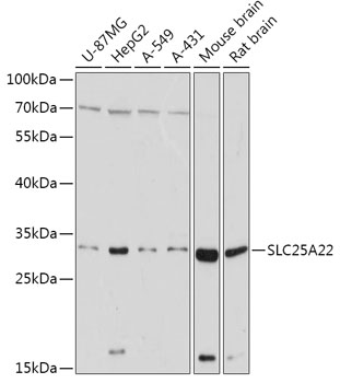 SLC25A22 Polyclonal Antibody