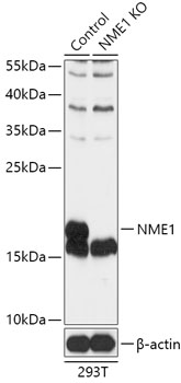 NME1 Polyclonal Antibody (50 µl)