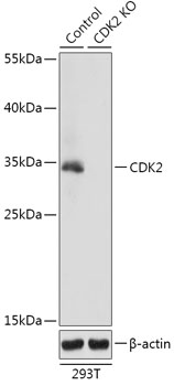 CDK2 Polyclonal Antibody (100 µl)