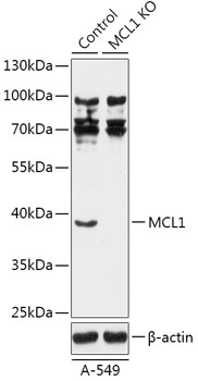 MCL1 Polyclonal Antibody (100 µl)