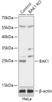 BAK1 Polyclonal Antibody (50 µl)