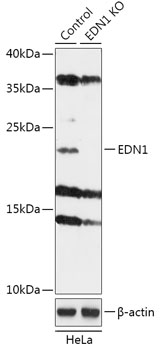 EDN1 Polyclonal Antibody (50 µl)