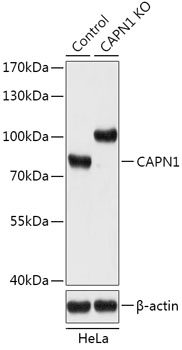 CAPN1 Polyclonal Antibody (50 µl)