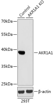AKR1A1 Polyclonal Antibody (100 µl)