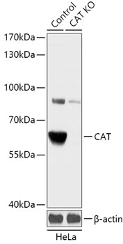 CAT Polyclonal Antibody (50 µl)