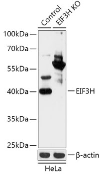 EIF3H Polyclonal Antibody (50 µl)