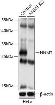 NNMT Polyclonal Antibody