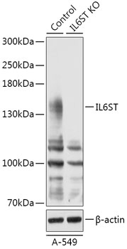 IL6ST Polyclonal Antibody (100 µl)