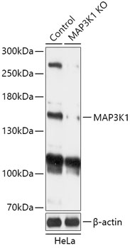 MAP3K1 Polyclonal Antibody (50 µl)