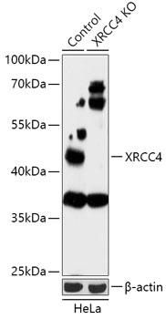 XRCC4 Polyclonal Antibody (50 µl)