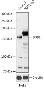 BUB1 Polyclonal Antibody (100 µl)