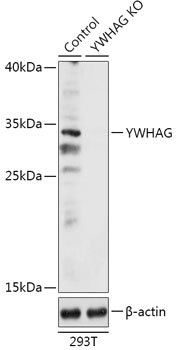 YWHAG Polyclonal Antibody (100 µl)