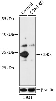 CDK5 Polyclonal Antibody (50 µl)