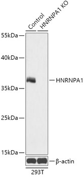 HNRNPA1 Polyclonal Antibody (100 µl)