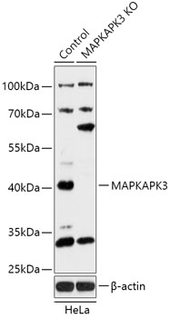 MAPKAPK3 Polyclonal Antibody (50 µl)