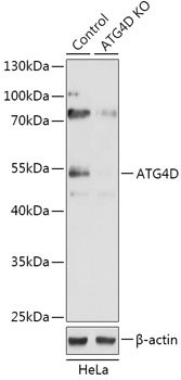 ATG4D Polyclonal Antibody (100 µl)