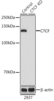 CTCF Polyclonal Antibody (50 µl)