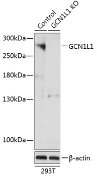 GCN1L1 Polyclonal Antibody (100 µl)
