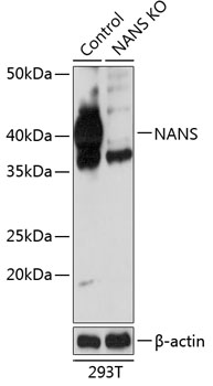 NANS Polyclonal Antibody (100 µl)