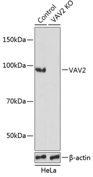 VAV2 Polyclonal Antibody