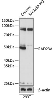 RAD23A Polyclonal Antibody (50 µl)