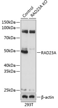 RAD23A Polyclonal Antibody (100 µl)