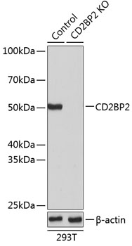 CD2BP2 Polyclonal Antibody (50 µl)