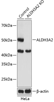 ALDH3A2 Polyclonal Antibody (100 µl)