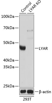 LYAR Polyclonal Antibody (50 µl)