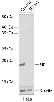SRI Polyclonal Antibody