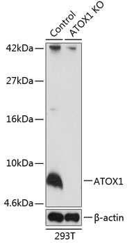 ATOX1 Polyclonal Antibody (50 µl)