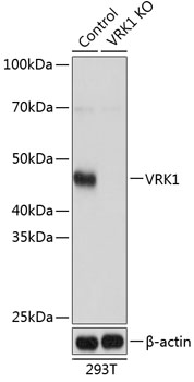 VRK1 Polyclonal Antibody (50 µl)